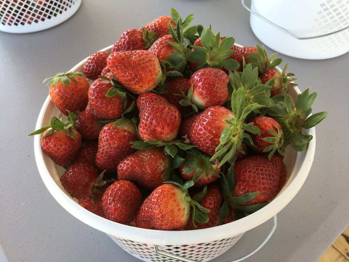 Locally owned, locally grown! – Merck Farms